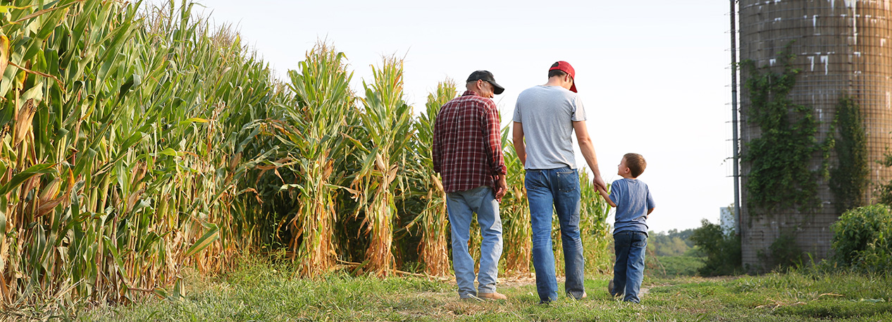 A grandfather, father, and young son walk among cornstalks on a farm.
