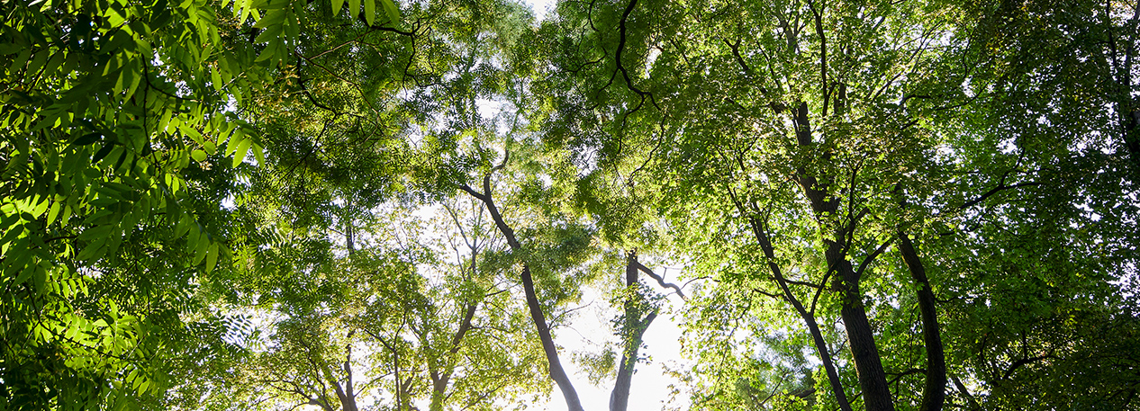 Looking up at a lush, green tree canopy.