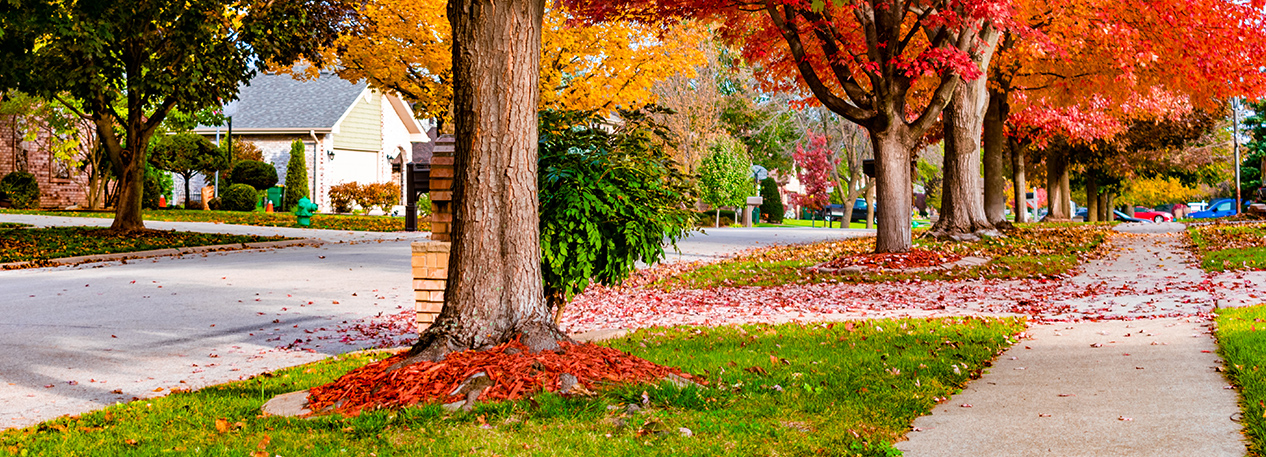 Suburban residential street with fall foliage