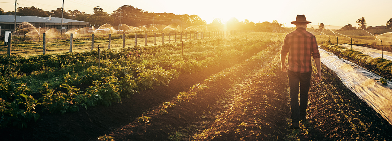 Farmer walking along a row of crops